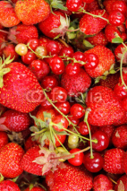 Naklejki Red berries