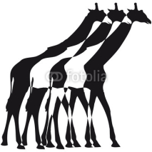 Naklejki 3 Giraffen Umriss Schatten Gehen Design