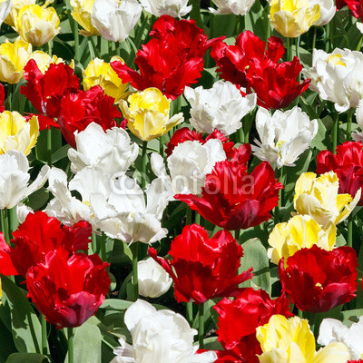 Tulip flowers background