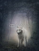 Fototapety White wolf