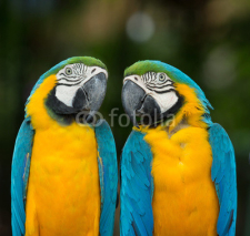 Fototapety parrot