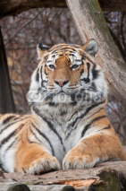 Naklejki Sibirischer Tiger