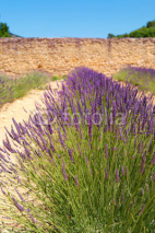 Naklejki Lavender field surrounded by wall