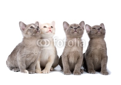 Four burma kittens on the white background looking up