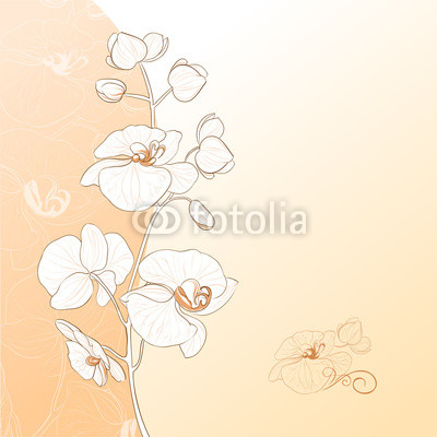 Orchid flower card