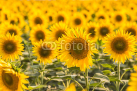Obrazy i plakaty sunflowers