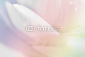 Naklejki lotus petal closeup background