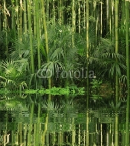 Fototapety bambou au bord de l eau