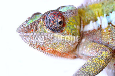 Panther Chameleon