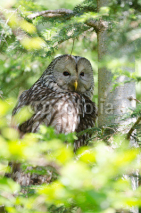 Fototapety Owl