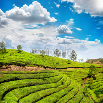 Fototapety Tea plantation in Munnar
