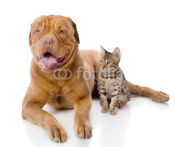 Naklejki Dogue de Bordeaux (French mastiff) and Bengal cat. isolated