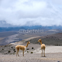 Naklejki Wild South American camel, Andes of central Ecuador