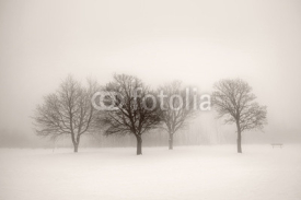 Naklejki Winter trees in fog